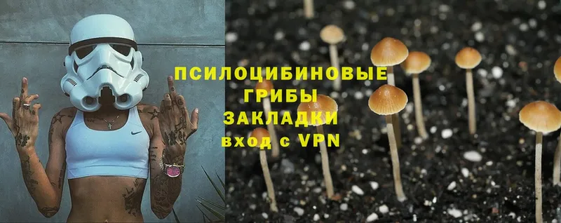 Псилоцибиновые грибы Psilocybine cubensis  Новокузнецк 